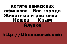 котята канадских сфинксов - Все города Животные и растения » Кошки   . Крым,Алупка